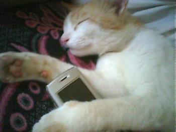 Zeebaw - This is my cat whose name is Zeebaw, he likes cell phones a lot though.