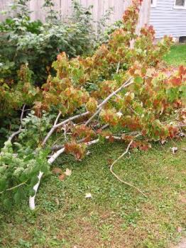 Lost Branches - From my Red Maple tree out front