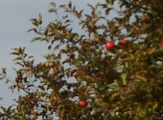 Pick your own apples - apple tree