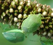 Green Stink Bug inhabitating Greece - Acrosternum - a Green Stink Bug