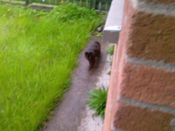 Front Garden - A photo of the front Garden with My Cat checking it out..