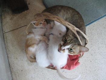 one big cat and 3 little kittens in a small basket - all 4 of them squeezed into a little basket, lol