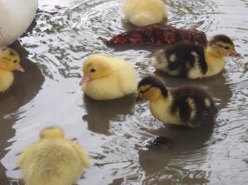 duck babies - Duck babies are happy playing in the pond.. 