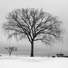 Winters in New England - Winter scene of leaves dying off trees, only to be reborn again in the spring