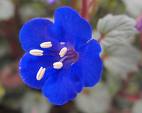 Blue flower - Blue flower with rose petals