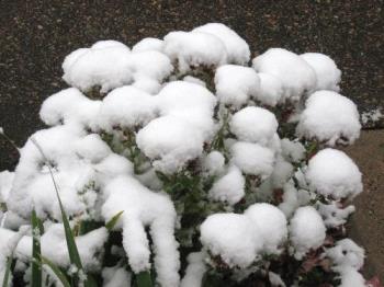 Seedums - At this time of the year they are usually a deep pink color. 
But not this year. Ugghh!