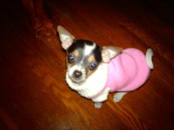 Eva - Here is little Eva in her sweater wanting to go outside.