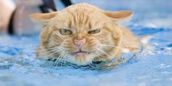 mad kitty in the water - mad kitty in the water. it looks like someone put it in.