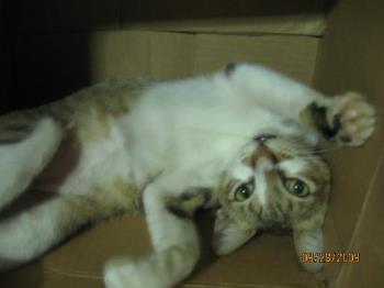 cat - our cat Mingming