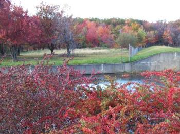 Fall Colors  - This is the big lake by my house by the falls. 