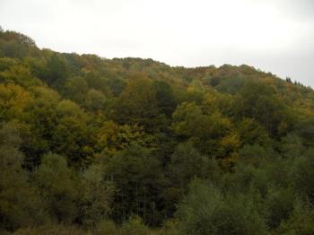 Glowing trees in the autumn - Glowing trees in early October 2009, Rusca Montana basin, Western Romania