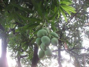 mango fruits - unripe fruits of our mango tree in our yard