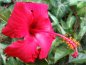 hibiscus flower - hibiscus flower good for hair loss