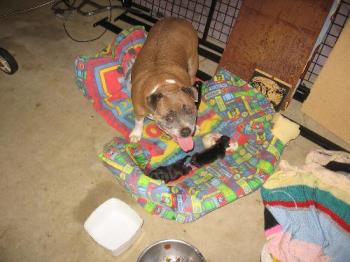 Josie & her puppies - This is a pic of my dog & her puppies when they were a few days old