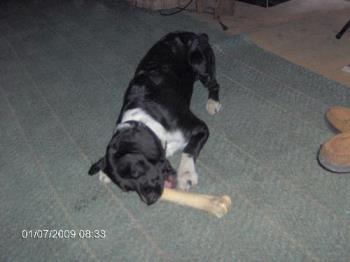 rewards for those good dogies - This is Sam with his bone. He loves dragging it around like it is a toy!