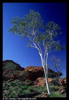 Gum Tree - A Stately gum tree in the Flinders Ranges