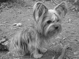 Princess Roxy - The Royal Canine