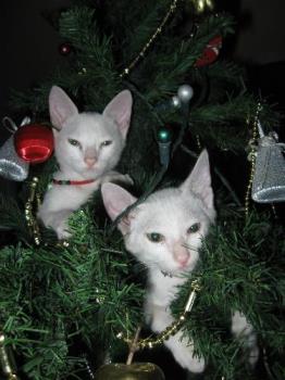 two pet kittens on top of Christmas tree - we chanced on our two pet kittens climbing on our Christmas tree