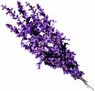 Lavender bush - The beautiful and fragnant lavender flower