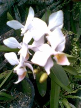 Orchid  - white orchid in my garden. Love it!