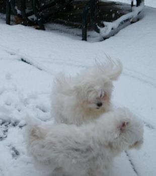 Lilly and Penny enjoying the snow. - They&#039;re like little kids in the snow. They go out and have a blast, only coming in to warm up before going back out again. LOL