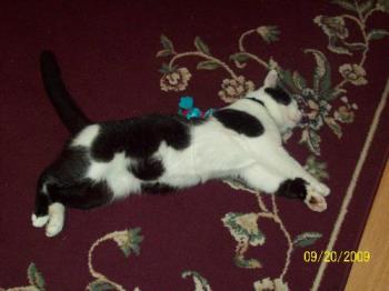 My Cat - My cat taking it easy on the carpet by its toy.