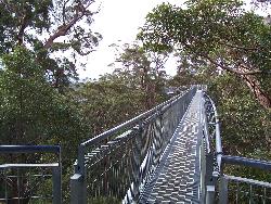 Valley of the Giants, Western Australia