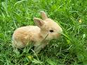 Rabbit - Cute rabbit