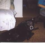 Bear, my dog thats went over the rainbow bridge - my late doggy, Bear