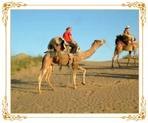 camel riding - camel riding in jaisalmer camel riding - camel riding in jaisalmer