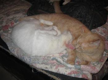 Timus and Pong - you can see my white kitty
