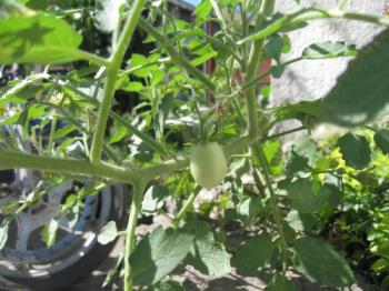 tomato plant - this is the tomato plant. its fruits are being used for cooking or eaten raw. it is a fruit vegetable.