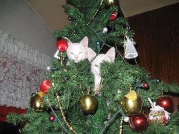 Christmas - Christmas time is a good time for gift-giving. Our Christmas tree gave our two cute kittens a new place to hide, hahaha.