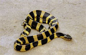 Phobia - This is a banded krait. Any snake gives me the jitters