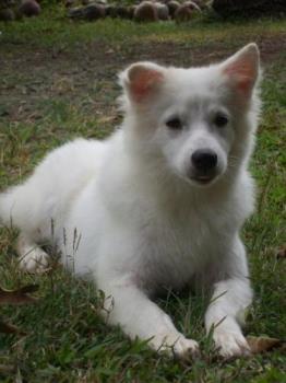 My Jasmine - Female Japanese Spitz - Her name is Jasmine. She is a female Japanese Spitz. I love her dearly.