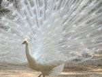 Peacock - White peacock