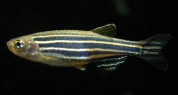 danio - The danio is one of the most known aquarium fishes