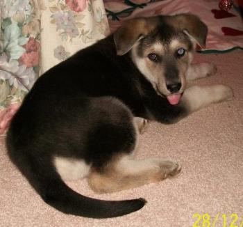 Chloe - One blue eye and one brown eye