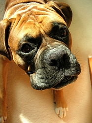 dogs - boxer