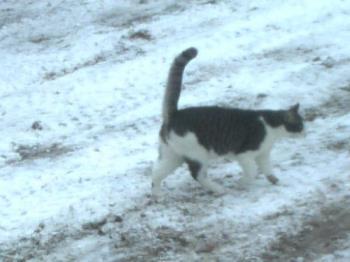 my nikki - Just playing around in the snow for the first time