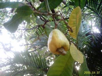 Fruits to attract birds - Fruits such as cashew and others attract birds and in turn they sing for us