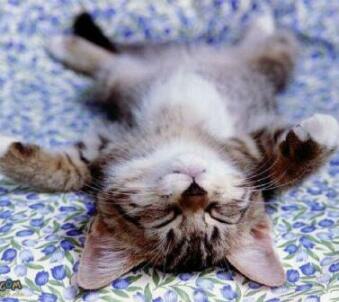 Cat sleeping - Funny image representing the pleasure of sleeping when you have enough time to do it Cat sleeping - Funny image representing the pleasure of sleeping when you have enough time to do it