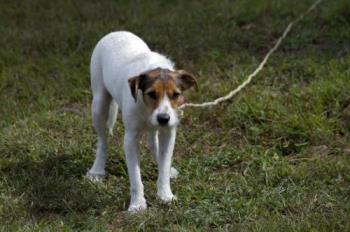 A pining dog - This dog sure has a sad expression.