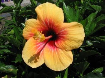 Hibiscus - A Cuban hibiscus flower