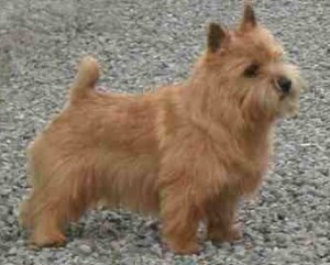 Norwich Terrier - The Norwich Terrier in profile Norwich Terrier - The Norwich Terrier in profile