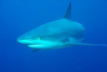 Sharks - Caribbeans Reef Shark