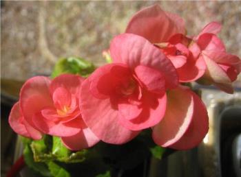 My begonia - Most people grow them in dirt, but I grow mine in water.