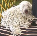 dog - Komondor dog