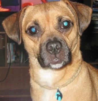 Miss Hemi Layla - This is our puggle....pug/beagle mix. Her name is Miss Hemi Layla!