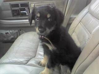 Star Gazer - This is our Australian Shepard/lab mix Star. She is toooo cute in this pic!